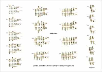 Corrigendum: Development and eruption of human teeth in the Chinese population: a comprehensive dental atlas